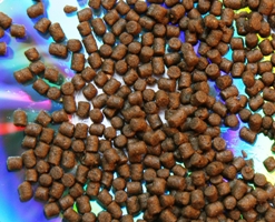 fish feed