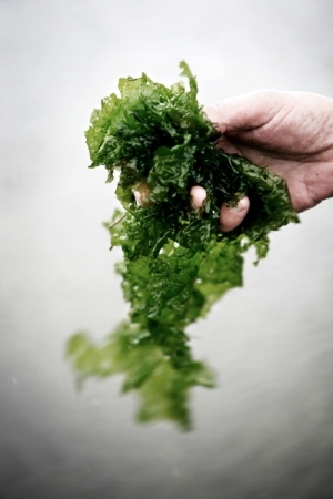 Ssalat (Ulva lactuca) har et enormt vkstpotentiale