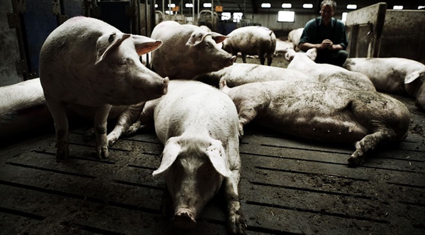 Husdyrg�dning det biobaserede samfund