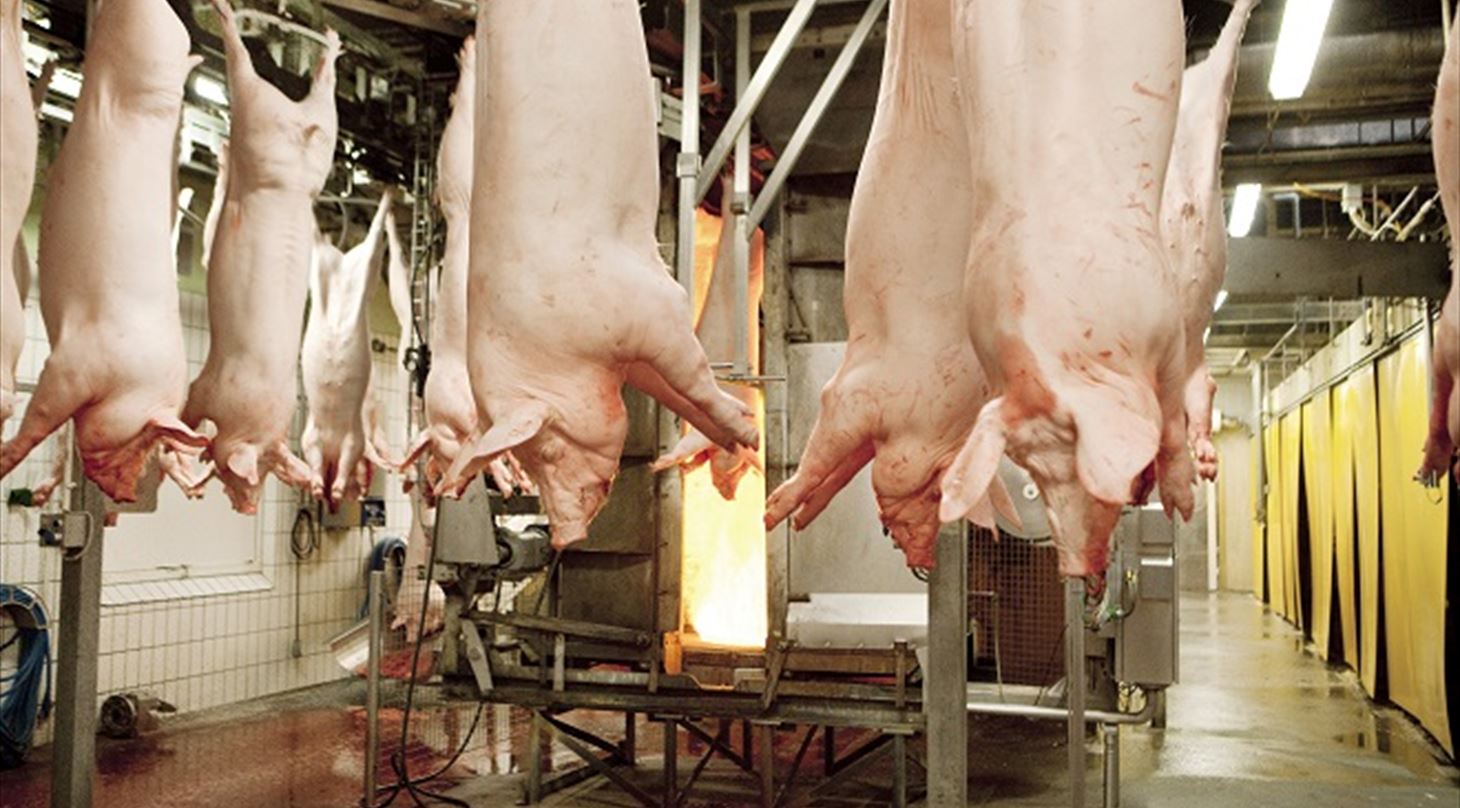 Singeing equipment for pork