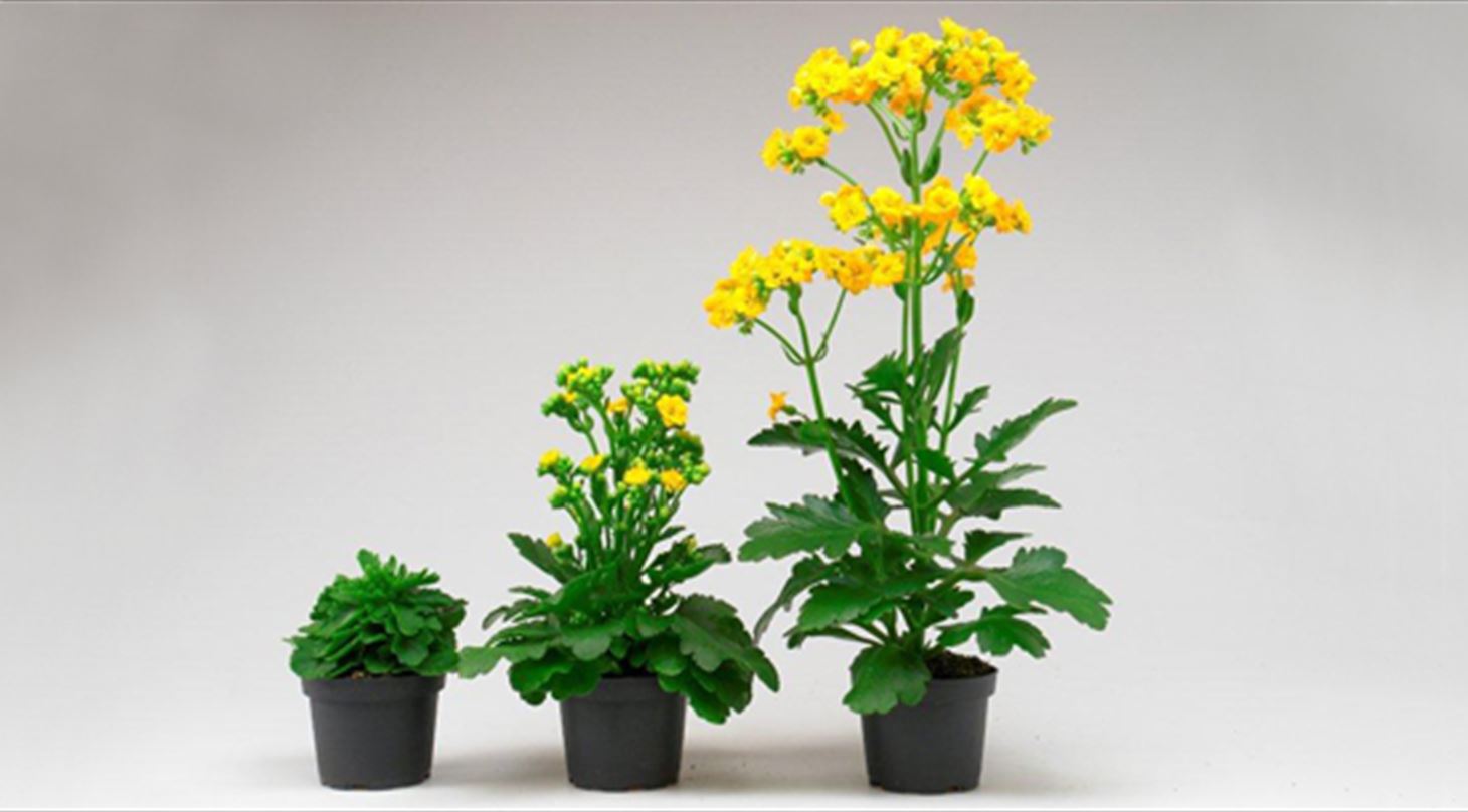 Kalanchoa planten i tre forskellige stadier