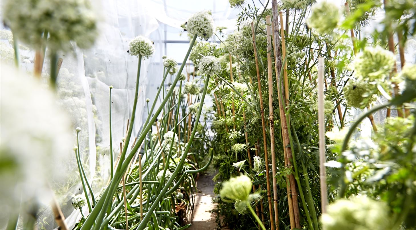 Stamfr�opformering