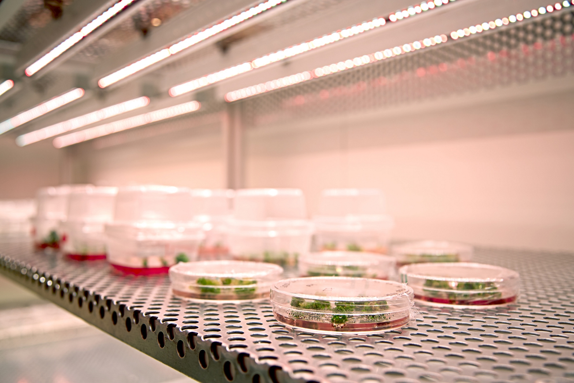 Plant propagation methods in tissue culture, greenhouse or in the field