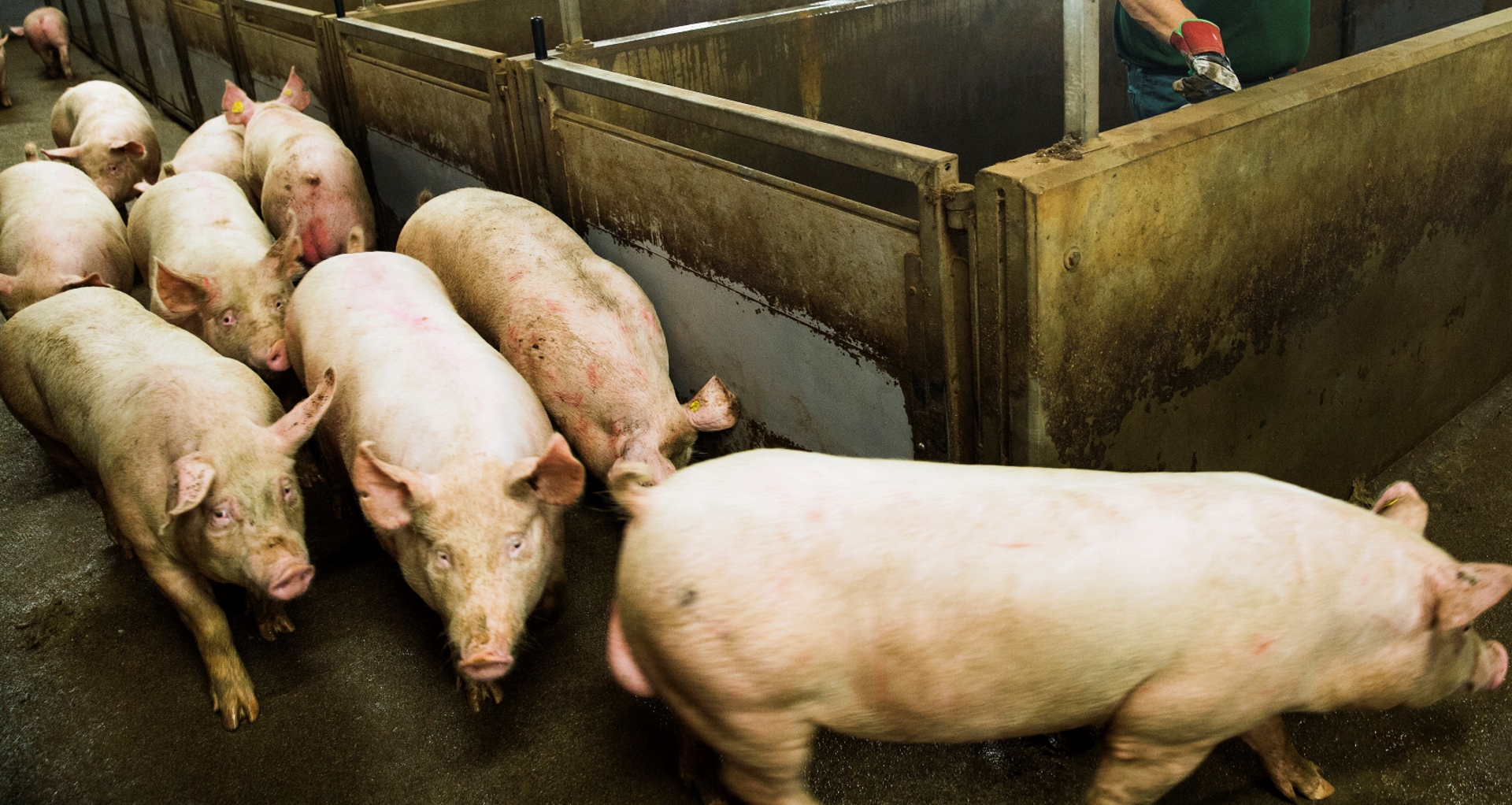 Slaughterhouse guide to the production of entire male pigs Danish Technological Institute
