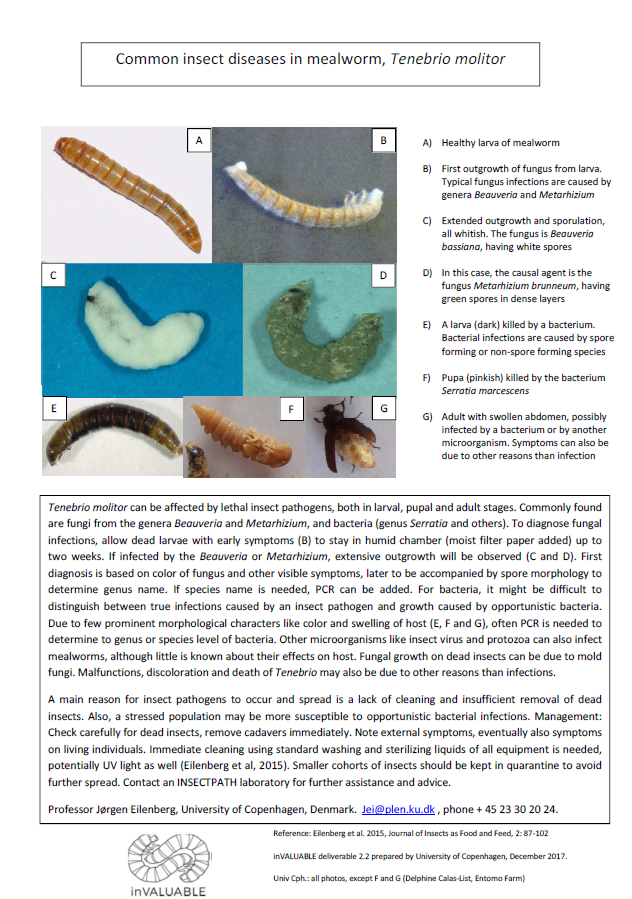 A4 side med billeder af syge melorme, hvor sygdommen er beskrevet - fra KU