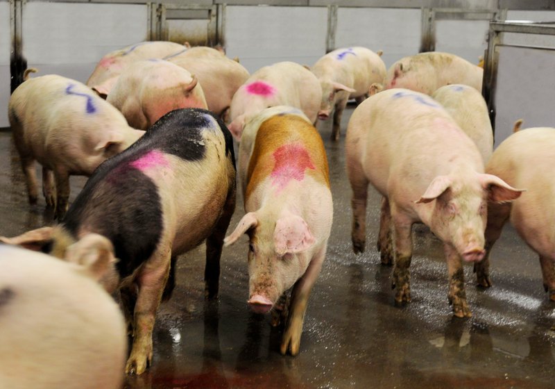 Good animal handling before slaughter is also good business Services