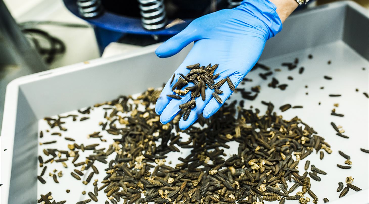 Black soldier fly larvae used for animal feed