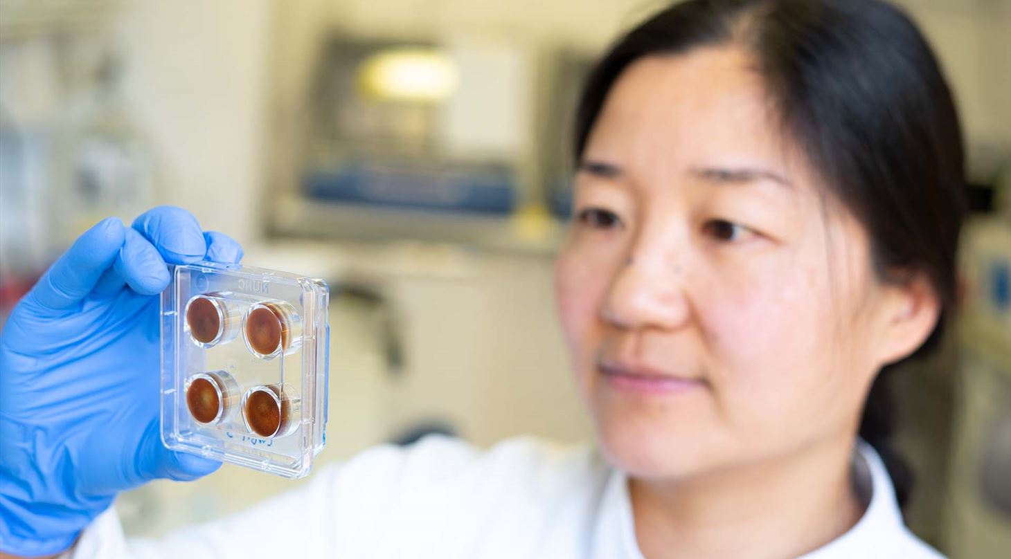 Sårmodel med biofilm undersøges af Yijuan Xu fra Teknologisk Institut