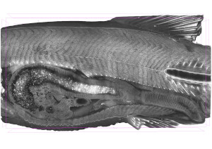 3D visualisering af fisk, tværsnit