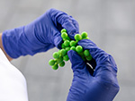 DTI Biosolutions - Biobased Polymers for Bioplastics and other applications