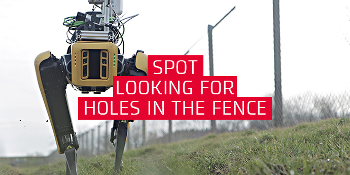 Spot looking for holes in the fence