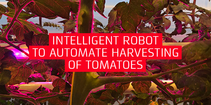 Intelligent robot to automate harvesting of tomatoes
