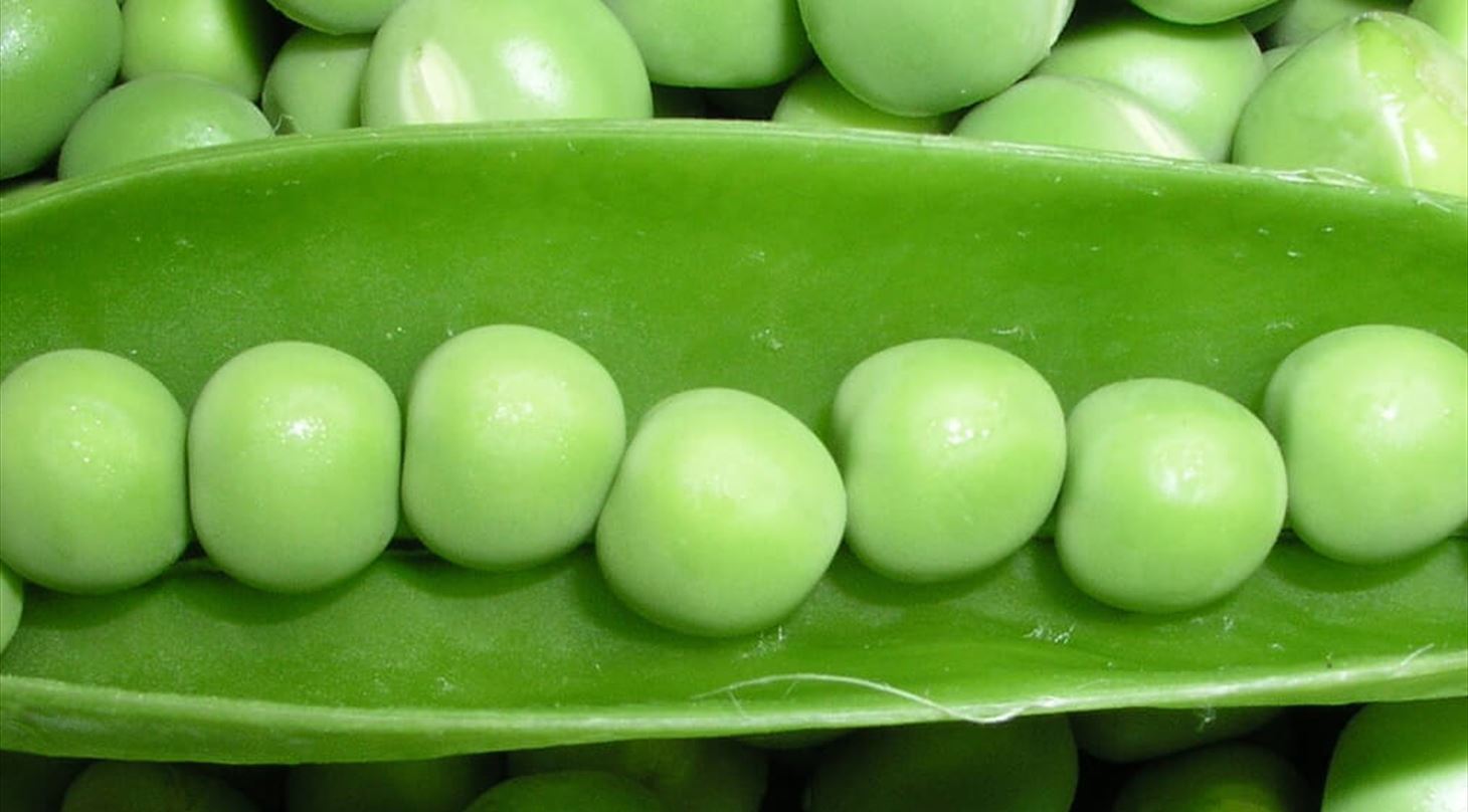 Bæredygtig fødevareproduktion