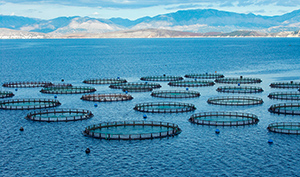 Fiskefarm
