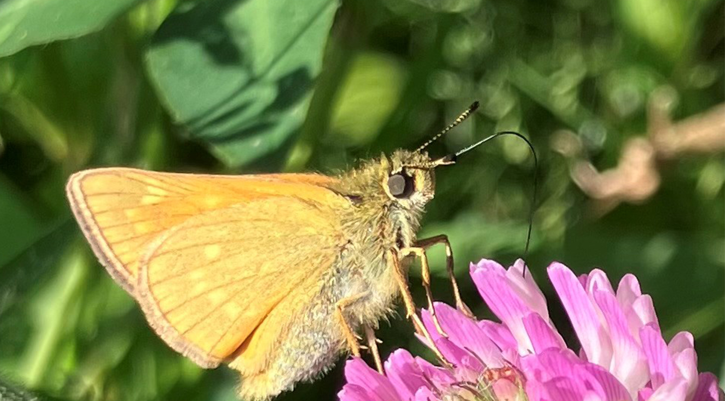 Biodiversitet - m�ling og monitorering af naturens variation_2