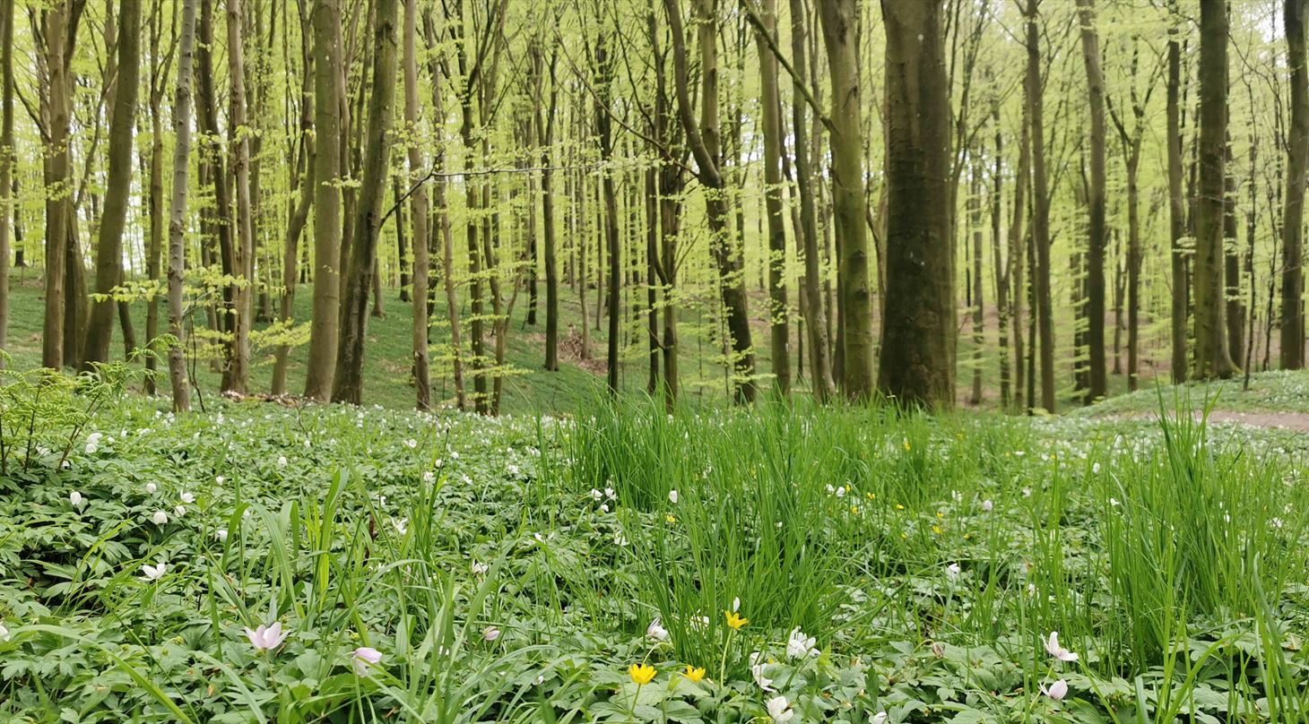 Skovbrug, naturforvaltning og klimatilpasning