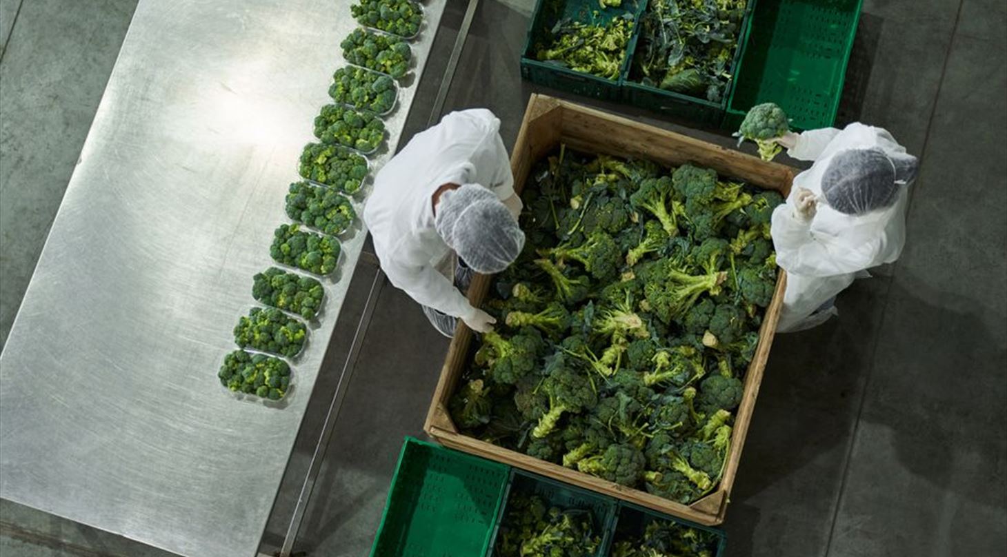Broccoli sortering, fødevare produktion
